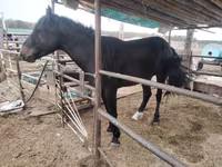 حصان, الخيول — الصورة 2