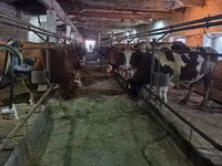 Kuh, Holstein-Rasse — Foto 4