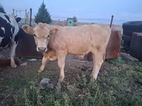Kuh, Kasachische Weißkopfkuh — Foto 8
