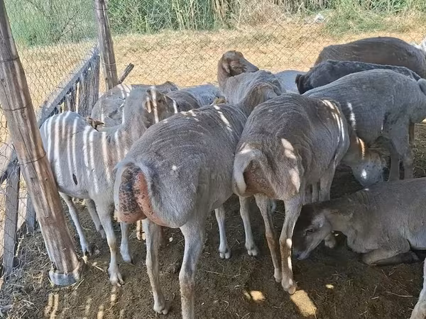 Oveja, Ovejas