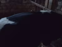 Bulle, Russian Black pied cattle — Foto 3