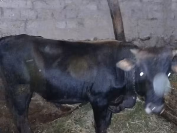 Vaca, Yak salvaje