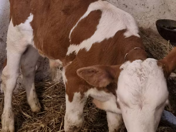 Bulle, Simmental cattle