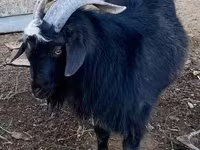 تيس, Alpine goat — الصورة 4