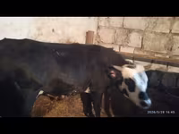 Toro, Ganado vacuno — foto 1