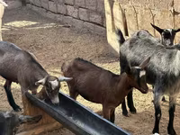 Ziege, Saanen goat — Foto 4