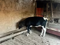 गाय, Russian Black pied cattle — फ़ोटो 2