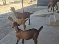 母山羊, Alpine goat — 照片 3