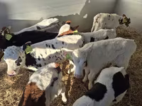 Bulle, Simmental cattle — Foto 2