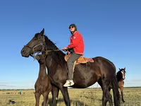 Stute, Friesian — Foto 6