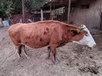 İnək, Latvian Blue cattle — foto 2