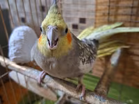 Nimfa (cockatiel) cütü və qəfəs dəsti - Növ: Nimfa (cockatiel) – sarı — الصورة 5