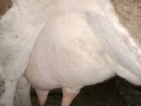 بقرة, Simmental cattle — الصورة 2