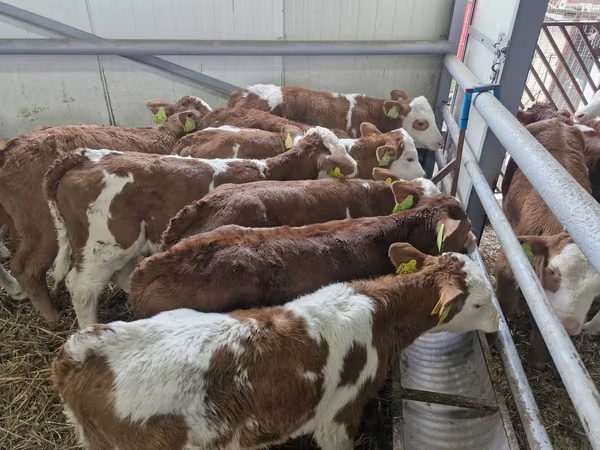 Rinder (Partie, Geschlecht nicht angegeben), Simmental cattle