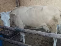 بقرة, Latvian Blue cattle — الصورة 4
