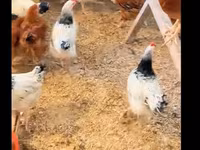 Chickens — Foto 3