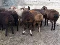 Qoç, Hissar sheep — foto 3