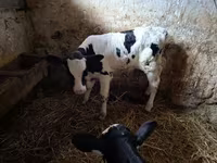 ثور, Russian Black pied cattle — الصورة 3