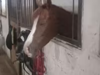 Бие, Karabakh horse — 1-сурет