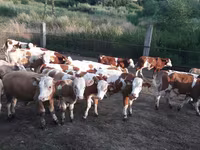 Buğa, Simmental cattle — foto 3