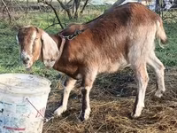 Ziege, Saanen goat — Foto 8