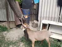 Carnero, Edilbay sheep — foto 2