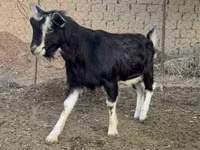 公山羊, Alpine goat — 照片 3