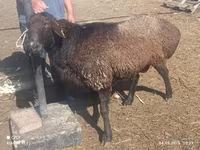 मेढ़ा, Edilbay sheep — फ़ोटो 2