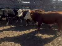Бұқа, Swiss cattle — 2-сурет
