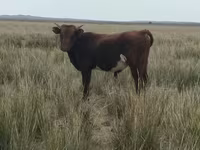 Cow, Cattle — photo 2