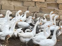 Geese — 3-сурет