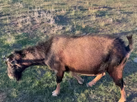 Billy Goat, Goats — photo 8