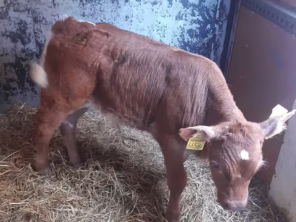 Bull, Cattle
