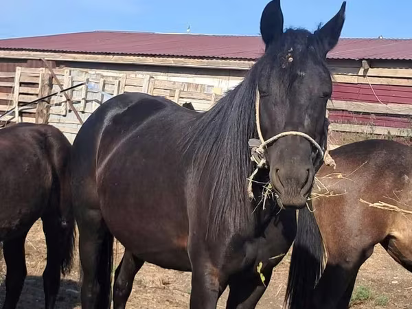 Stute, Kazakh horse