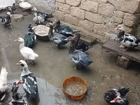 Ducks — الصورة 3