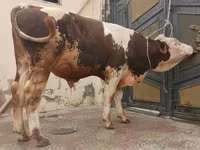 सांड, Simmental cattle — फ़ोटो 3