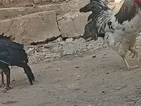 Chickens — 2-rasm