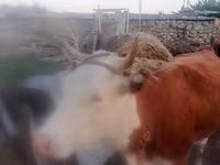 Kuh, Simmental cattle — Foto 2