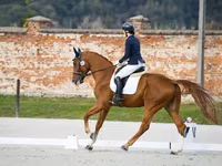 Айғыр, Friesian sport horse — 4-сурет