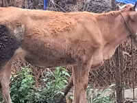 Buğa, Simmental cattle — foto 5