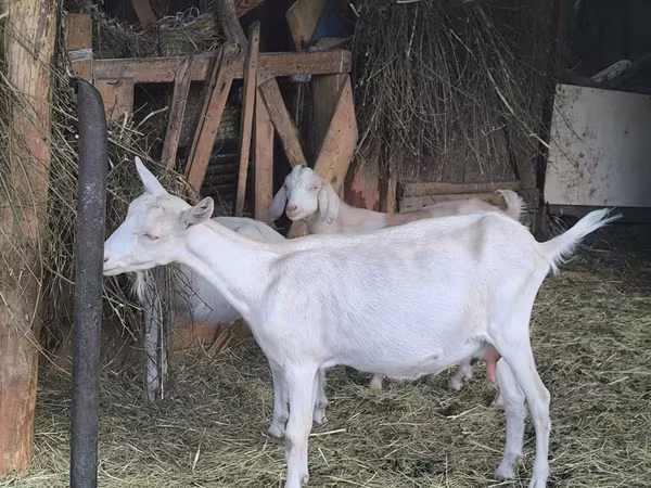Goat, Alpine goat