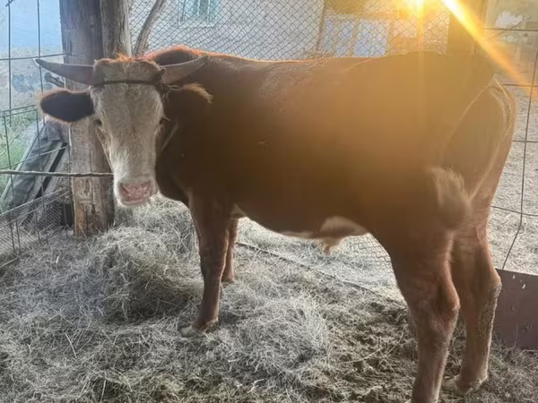 Bulle, Simmental cattle