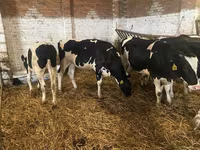 Sigir, Russian Black pied cattle — 2-rasm