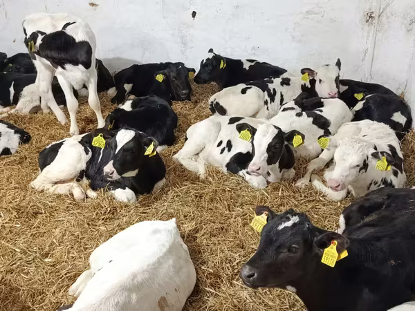 Toro, Raza Holstein
