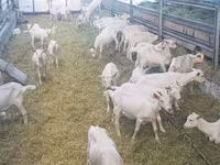 Ziege, Saanen goat — Foto 5