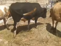Vaca, Ganado vacuno — foto 7