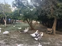 Geese — फ़ोटो 2