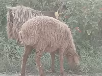 نعجة, الأغنام — الصورة 2