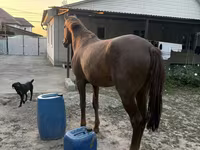 Hengst, Kazakh horse — Foto 1