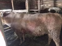 公牛, Simmental cattle — 照片 5